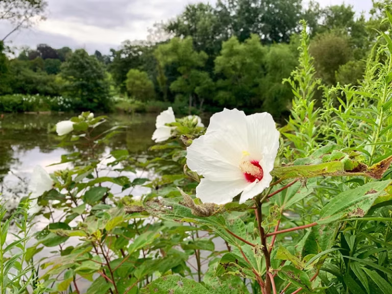 Morris Arboretum, Lower Meadow